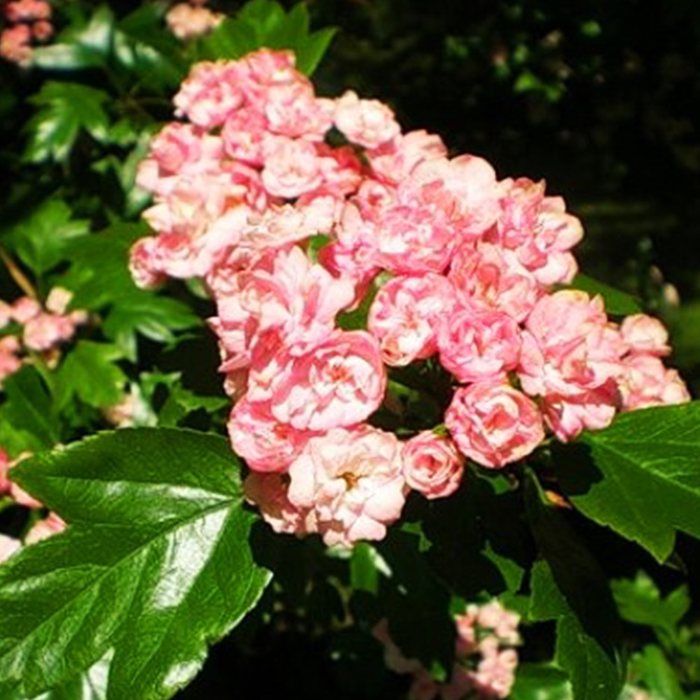 Саджанці глоду Тобо (привитий) - 1-річний Чернівці - фото 3