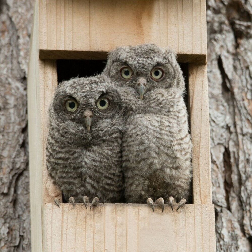 Домик для совы 