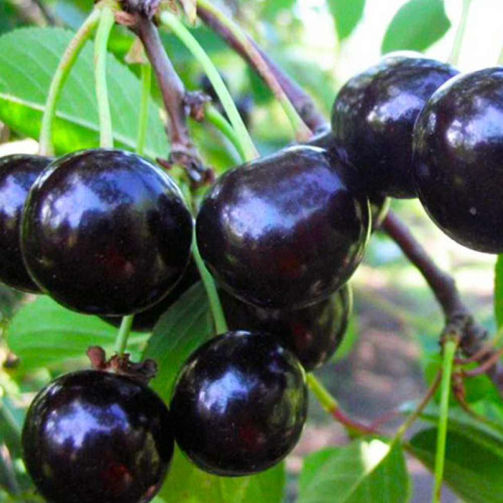 Саджанці вишні Чорнокорка (привитий) - 1-річний Чернівці - фото 1