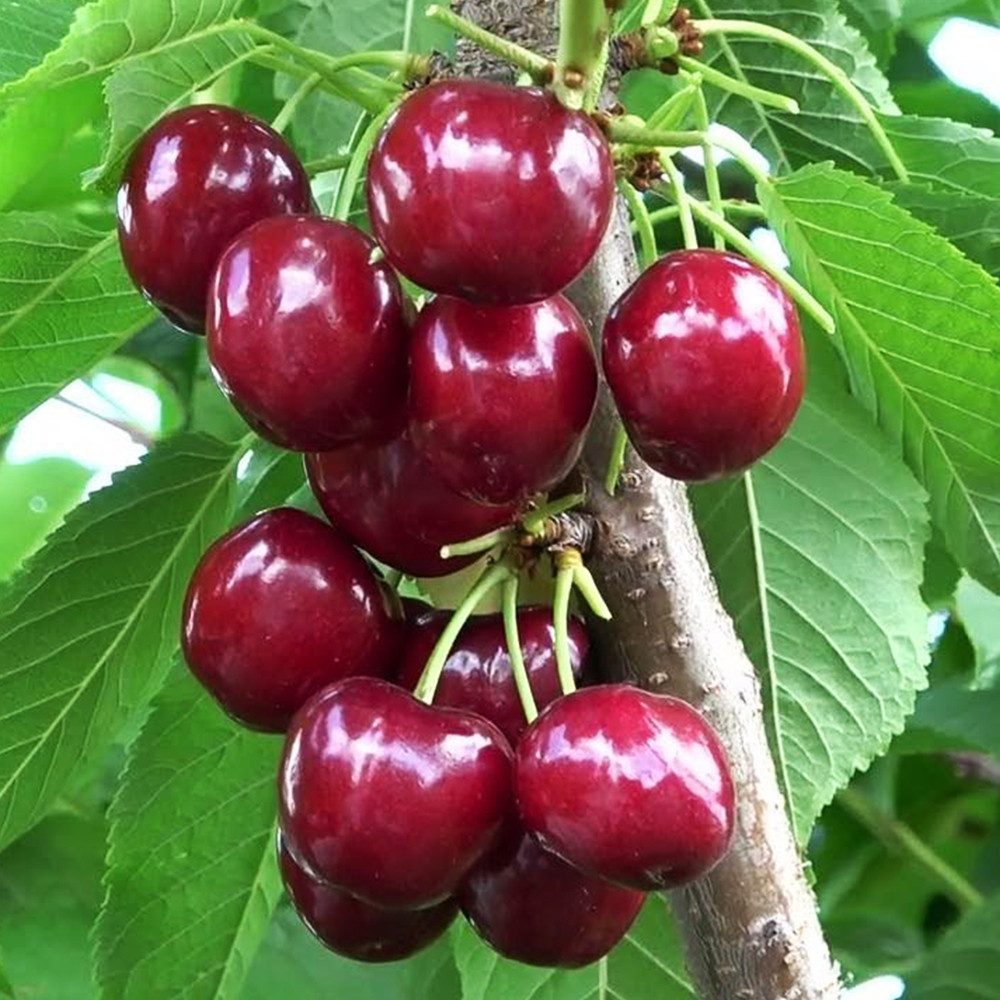 Саженцы черешни Скина (привита) - 1-летний Черновцы - изображение 1