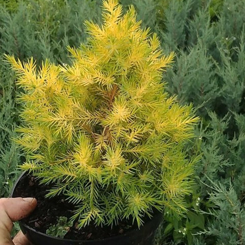 Саджанці ялівцю Вінтер Бронз (черенкований) - 3-річний Чернівці - фото 1