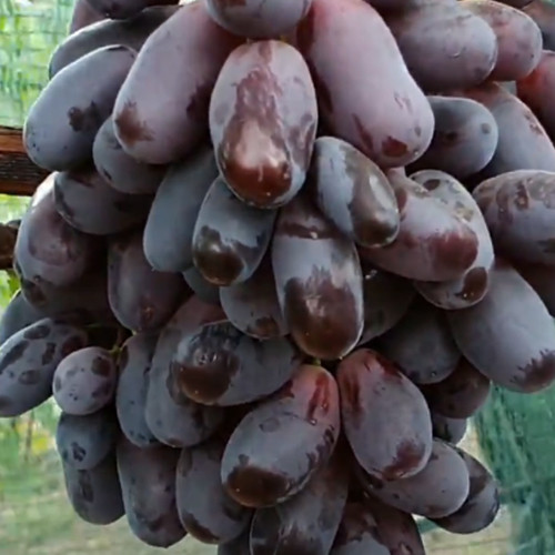 Cаджанці винограду Красава (черенкований) - 1-річний Чернівці - фото 1