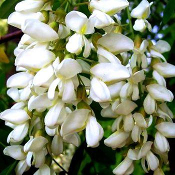 Цвіт акації білої (Цветки акации белой)100г, master sem Киев - изображение 2