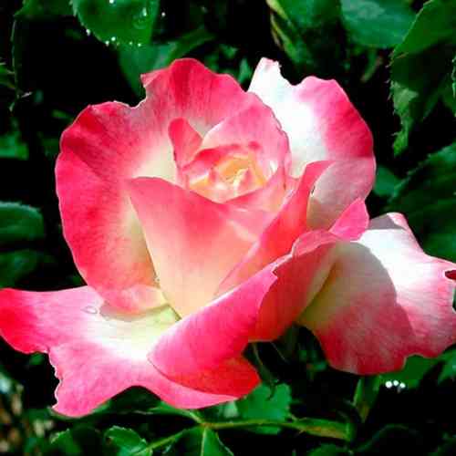 Саджанці троянд Інджой (привитий) - 2-річний Чернівці