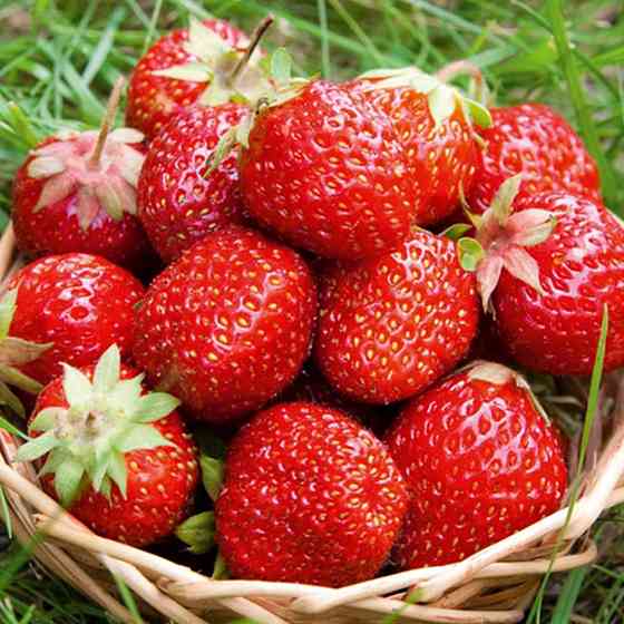 Саженцы клубники Пегас (10 штук) - 1-летний Черновцы