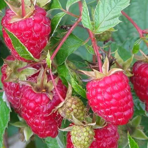 Саженцы малины Бирюсинка (черенкованный) - 1-летний Черновцы - изображение 1