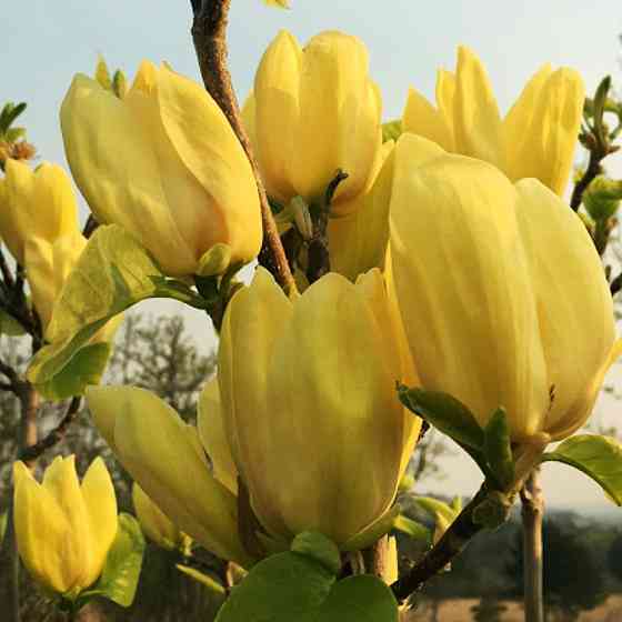 Саженцы магнолии Yellow (привитый) Черновцы