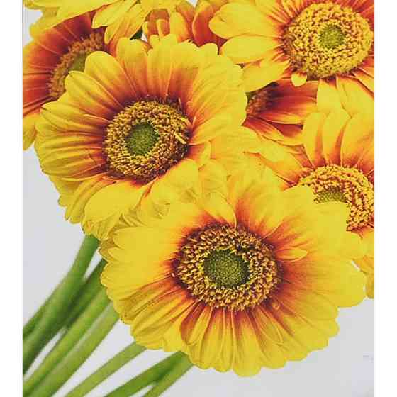 Алмазна мозаїка "Сонячні квіти" HEG88145 30х40 см Вінниця