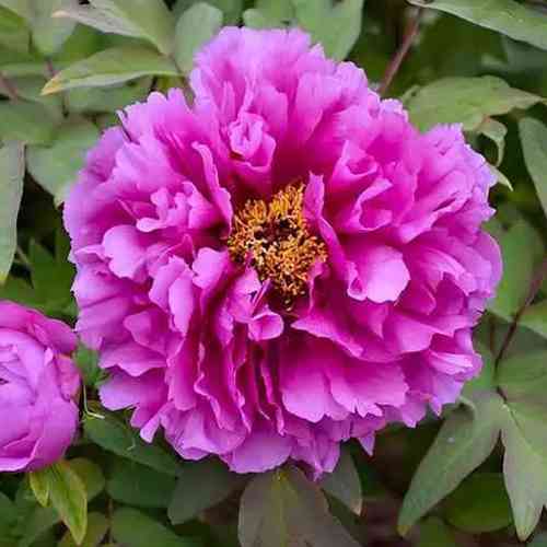 Саджанці піона деревоподібного Бьюті (сіянець) - 2-річний Чернівці