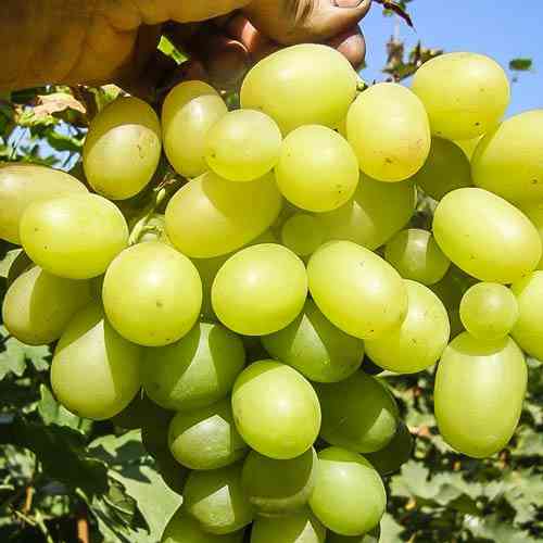 Cаджанці винограду Світлина (черенкований) - 2-річний Чернівці