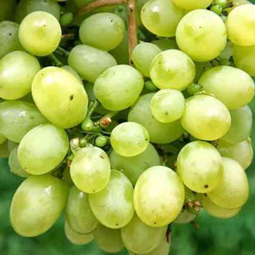 Cаджанці винограду Любимий (черенкований) - 1-річний Чернівці