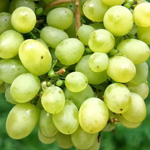 Cаджанці винограду Любимий (черенкований) - 1-річний Чернівці - фото 1