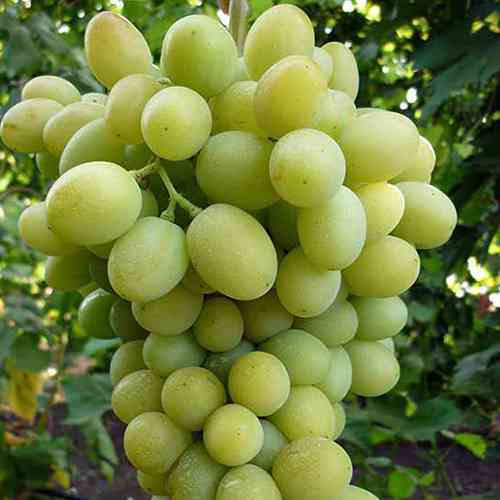 Cаджанці винограду Благовест (черенкований) - 1-річний Чернівці