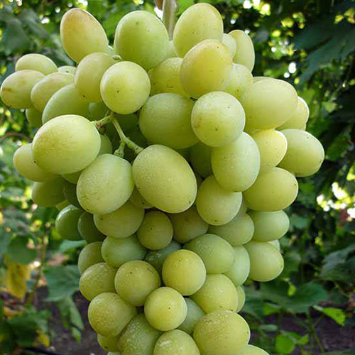 Cаджанці винограду Благовест (черенкований) - 1-річний Чернівці - фото 1