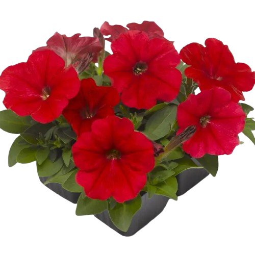 Петунія мультіфлора Мамбо F1 червона 20шт Професійне насіння Житомир - фото 2