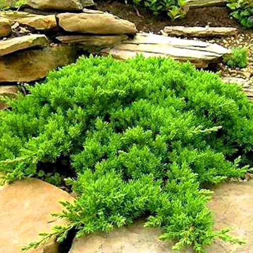 Саджанці ялівцю Нана (черенкований) - 3-річний Чернівці