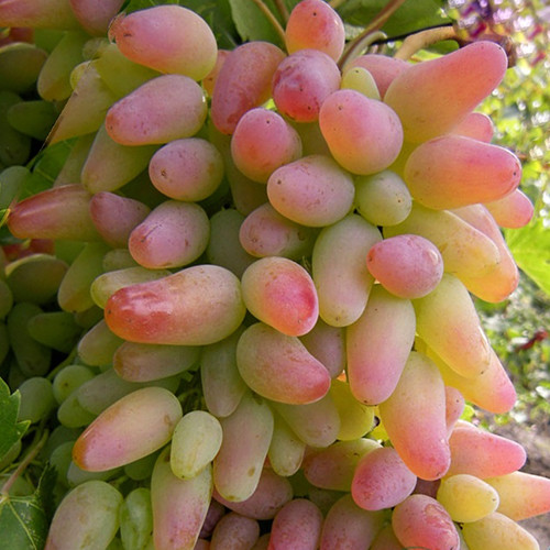 Cаджанці винограду Заграва (черенкований) - 1-річний Чернівці - фото 1