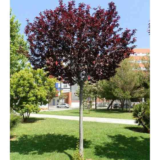 Саженцы сливы на штамбе Хесея (привитый) Черновцы