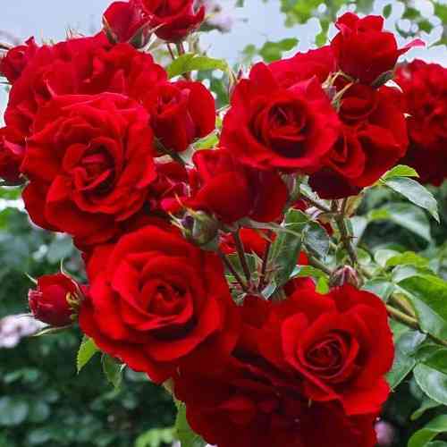 Саженцы плетистых роз Симпатия (привитый) Черновцы