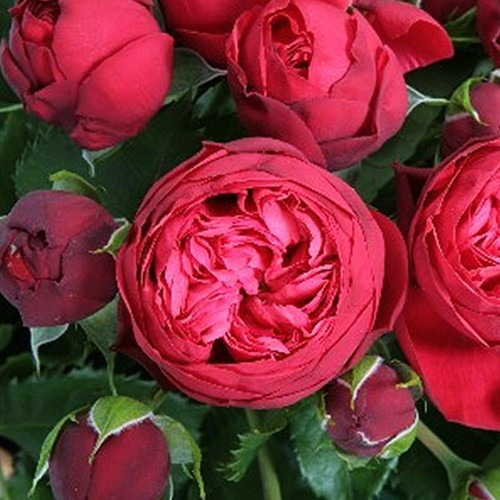 Саженцы роз на штамбе Пиано (привитый) Черновцы - изображение 4