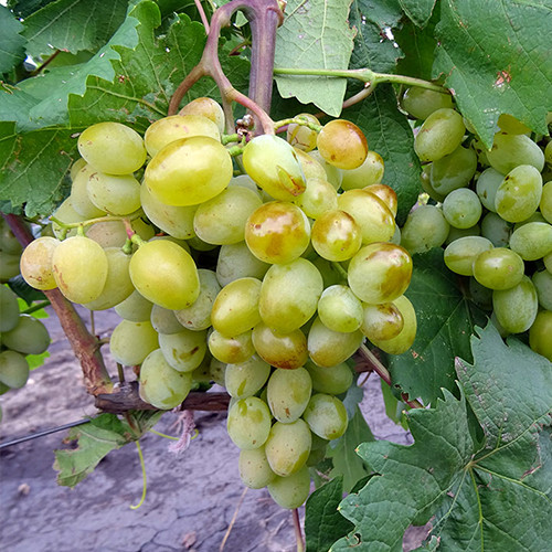 Саженцы винограда Галахад (черенкованный) - 1-летний Черновцы - изображение 1