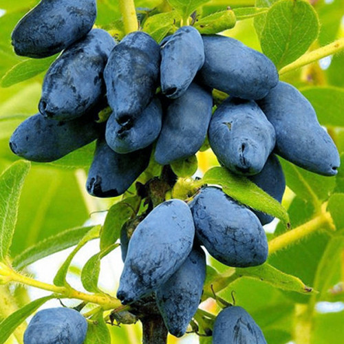 Саженцы жимолости Бакчарская Юбилейная (черенкованный) - 3-летний Черновцы - изображение 1