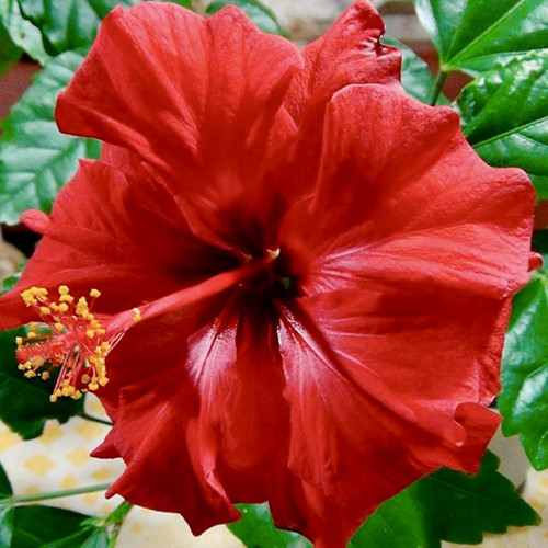 Саженцы гибискуса Китайский (черенкованный) - 1-летний Черновцы - изображение 1