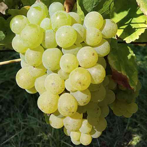 Cаджанці винограду Сильванер (черенкований) - 2-річний Чернівці