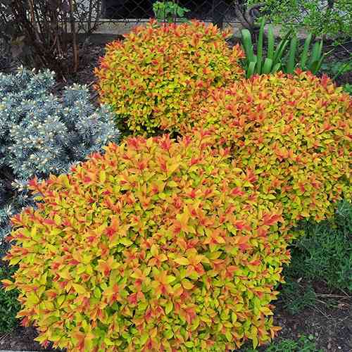 Саженцы спиреи Файерлайт (черенкованный) - 2-летний Черновцы