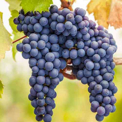 Саженцы винограда Фронтиньяк (черенкованный) - 2-летний Черновцы