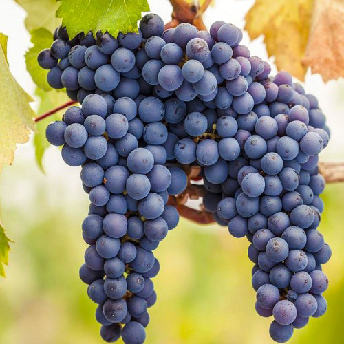 Cаджанці винограду Фронтіньяк (черенкований) - 2-річний Чернівці - фото 1