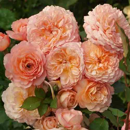 Саженцы роз Андре Тюрка (привитый) - 2-летний Черновцы