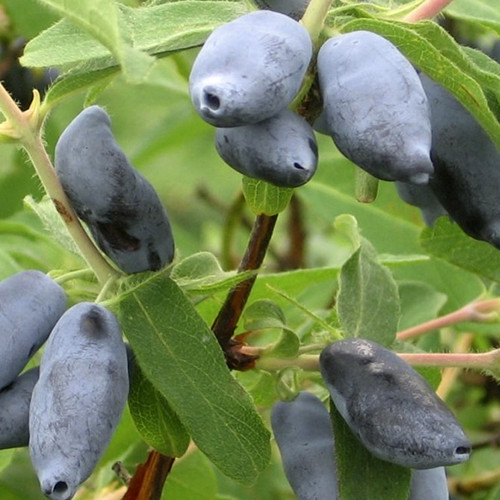 Саженцы жимолости Камчадалка (черенкованный) - 2-летний Черновцы - изображение 1