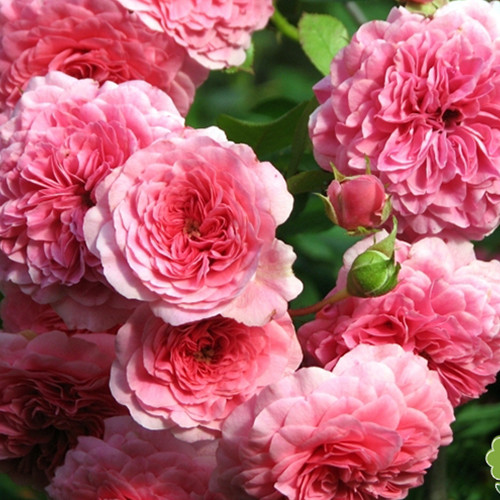 Саженцы роз Четыре Сезона (привитый) - 2-летний Черновцы - изображение 1