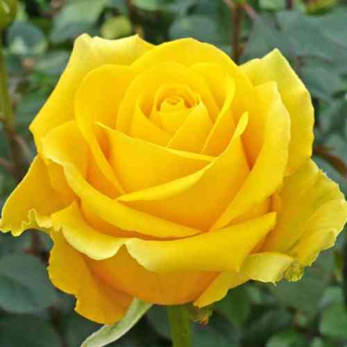 Саджанці троянд Керн (привитий) - 2-річний Чернівці