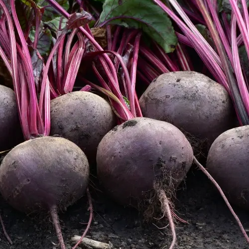 Буряк столовий Кестрел F1 2гр Професійне насіння Житомир - изображение 1