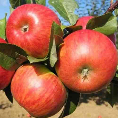 Саджанці яблуні Цукеркова (привитий) - 2-річний Чернівці