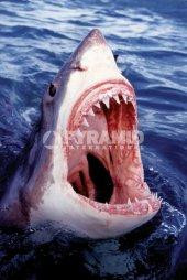 Постер "Great White Shark" 61cм x 91.5cм Рівне - фото 1