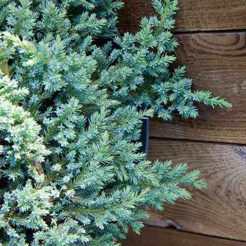 Саджанці ялівцю Маленька Джоанна (черенкований) - 3-річний Чернівці