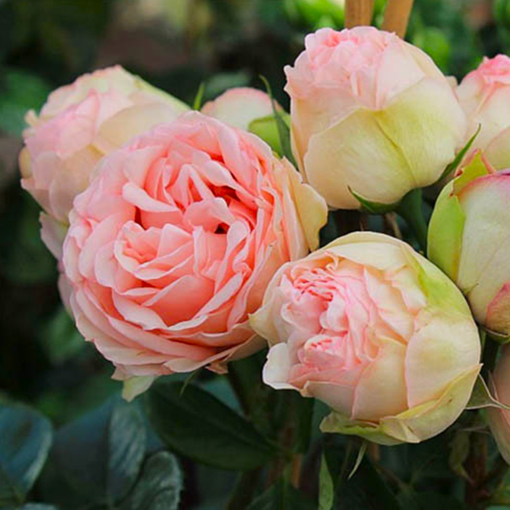 Саженцы бордюрных роз Чарминг Пиано (привитый) Черновцы - изображение 3