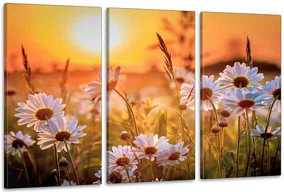 Модульная картина в гостиную / спальню  Поле Ромашок       ART-311_3A Киев