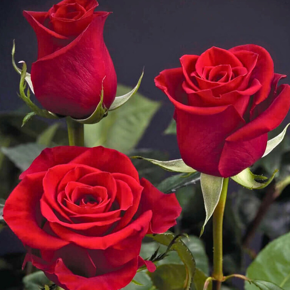 Саженцы чайно-гибридных роз Фридом (привитый) Черновцы - изображение 3