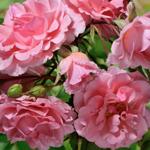 Саженцы роз Дрим Уивер (привитый) - 2-летний Черновцы - изображение 1