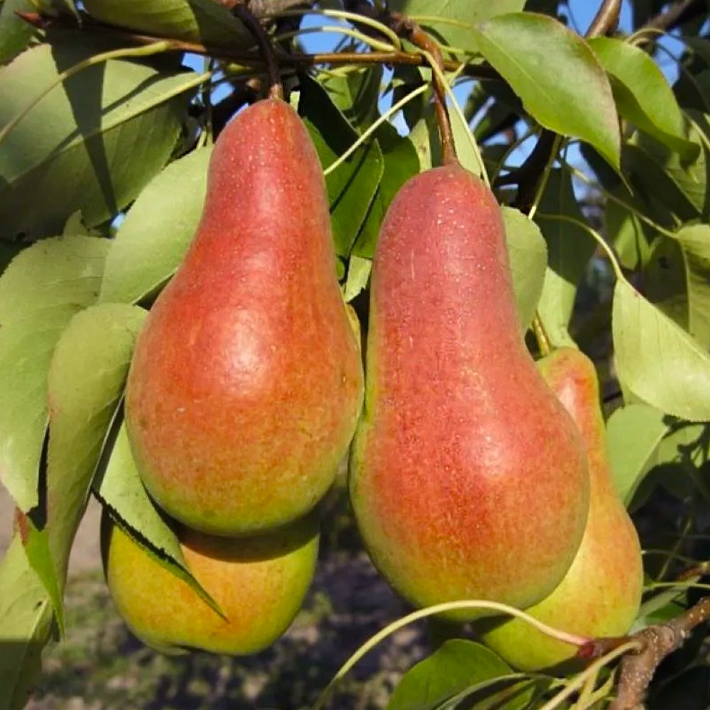 Саженцы груши Талгарская Красавица (привитый) - 2-летний Черновцы - изображение 2