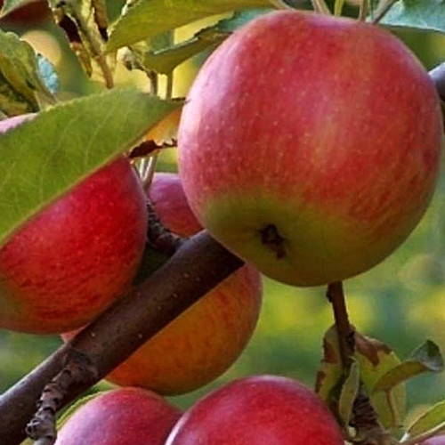 Саджанці яблуні Амбасі (привитий) - 1-річний Чернівці - фото 1