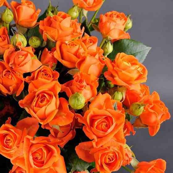 Саженцы бордюрных роз Оранж Бэби (привитый) Черновцы