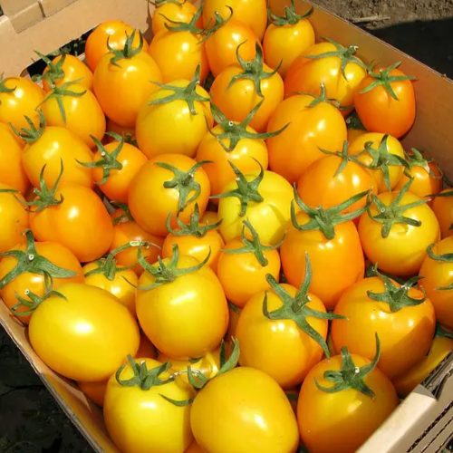 Томат Єлоу Рівер F1 кущовий жовтий 10шт Професійне насіння Житомир - изображение 3