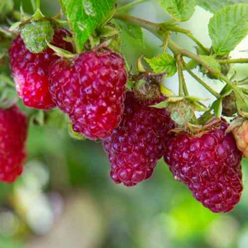 Саджанці малини Жар-Птиця (черенкований) - 1-річний Чернівці