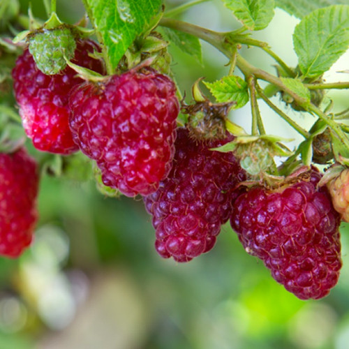 Саджанці малини Жар-Птиця (черенкований) - 1-річний Чернівці - фото 1