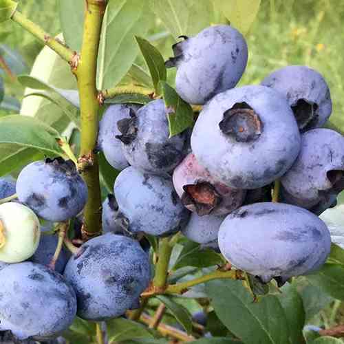 Саженцы голубики Чантиклер (черенкованный) - 2-летний Черновцы